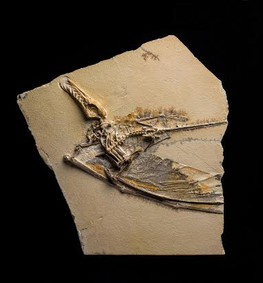 Illustration for article titled Chat With a Paleontologist About Pterosaurs and the AMNH's New Exhibit